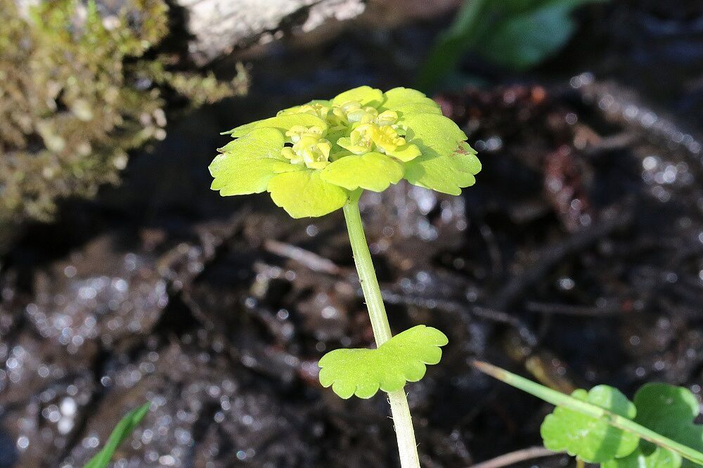 Wechselblättriges Milzkraut