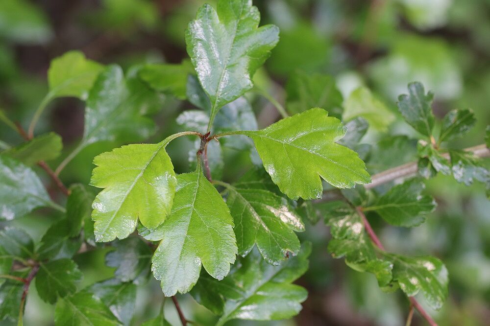 Zweigriffeliger Weißdorn
