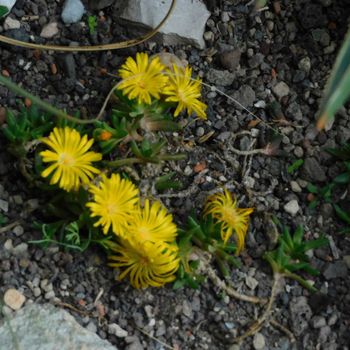 Mittagsblume (Delosperma) gelb Mittagsblume