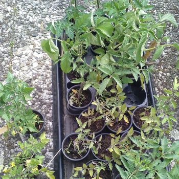 Tomaten