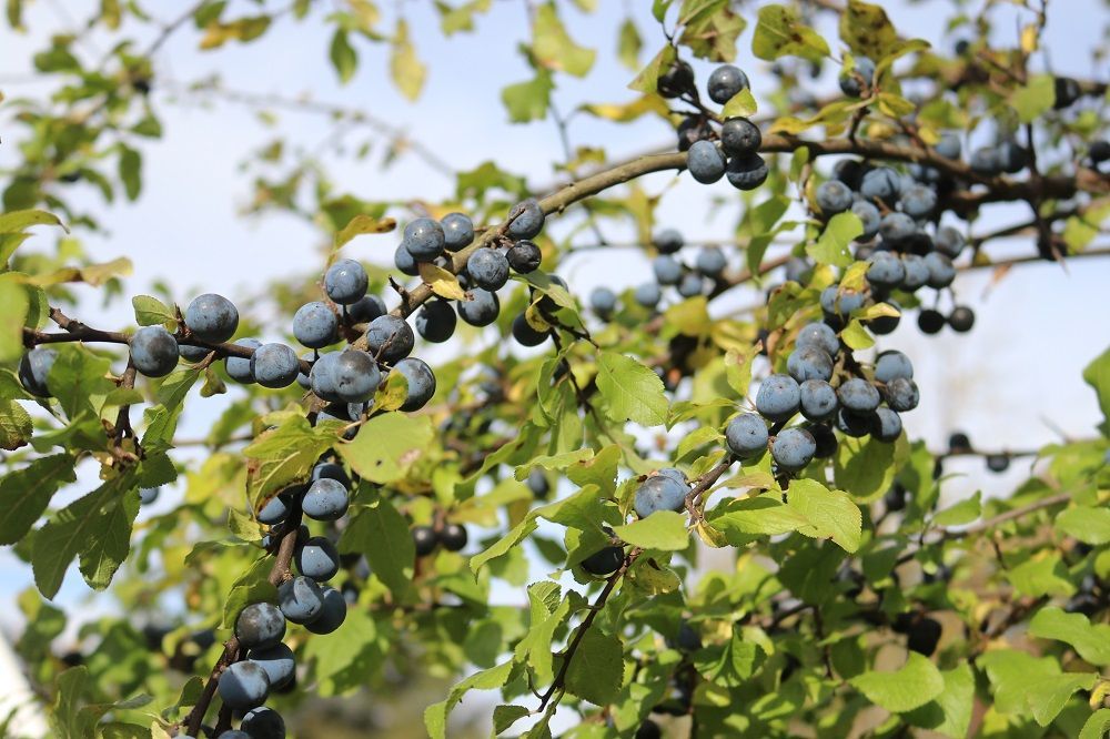 Prunus spinosa - Schlehe