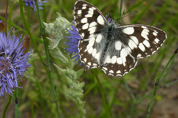 Schachbrettfalter