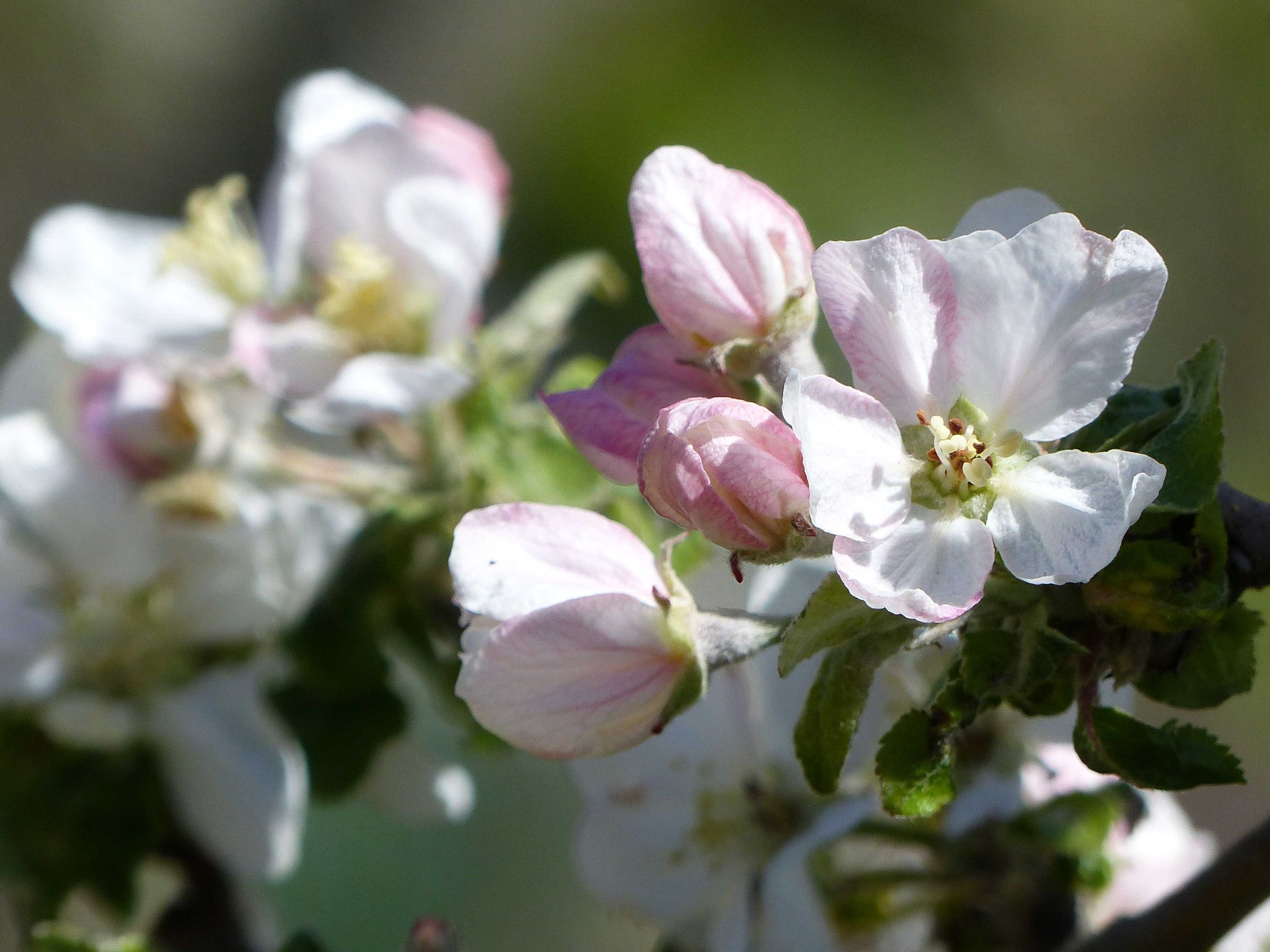 Apfelbäumchen Jonathan in Fischbach (Foto: Helmut Steinke) Apfelblüte