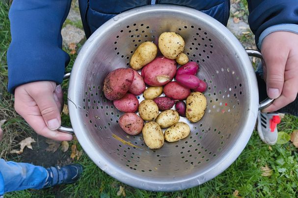 geerntete Kartoffeln