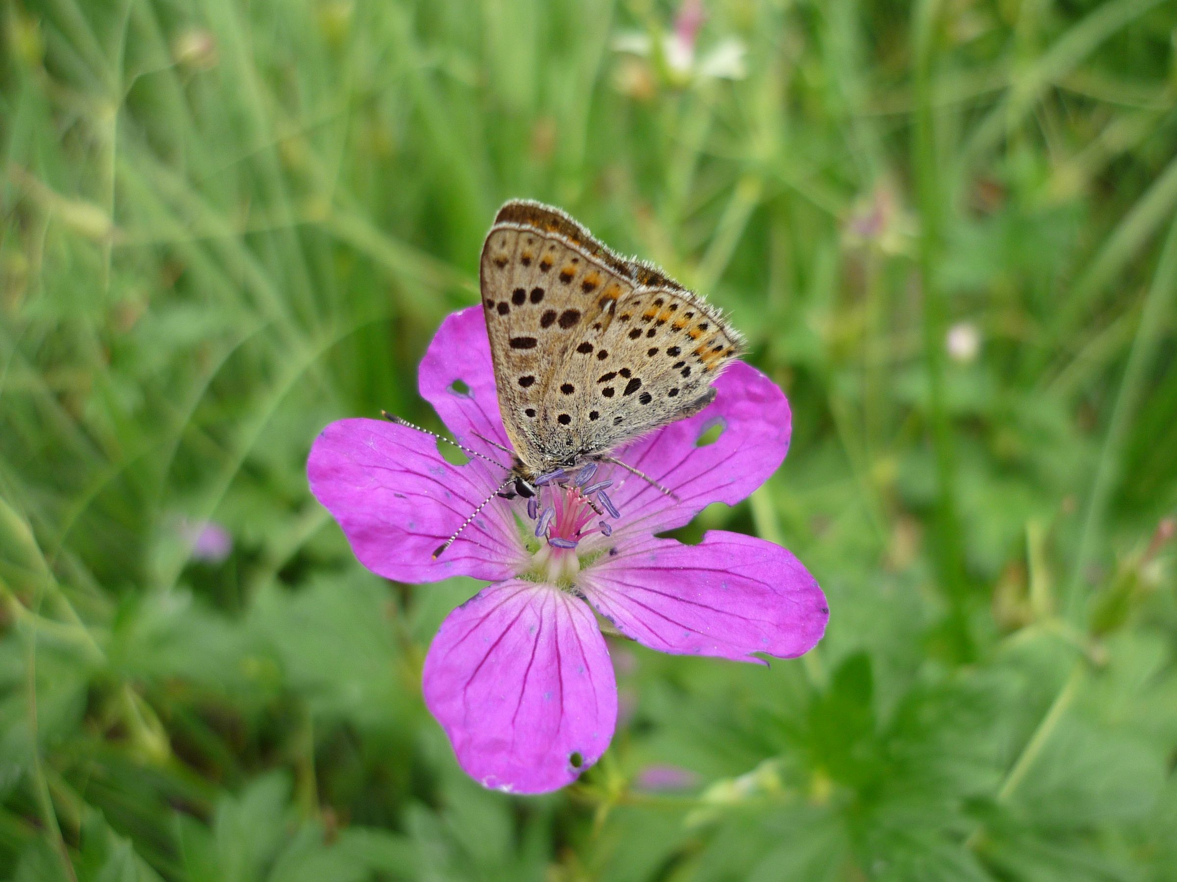 Brauner Feuerfalter (Lycaena tityrus ) Brauner Feuerfalter (Lycaena tityrus )