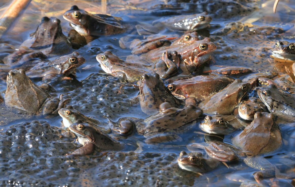 Grasfroschlaich/Valznerweiher (Foto: Günter Krompholz) Grasfroschlaich