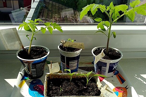 Garten auf der Fensterbank