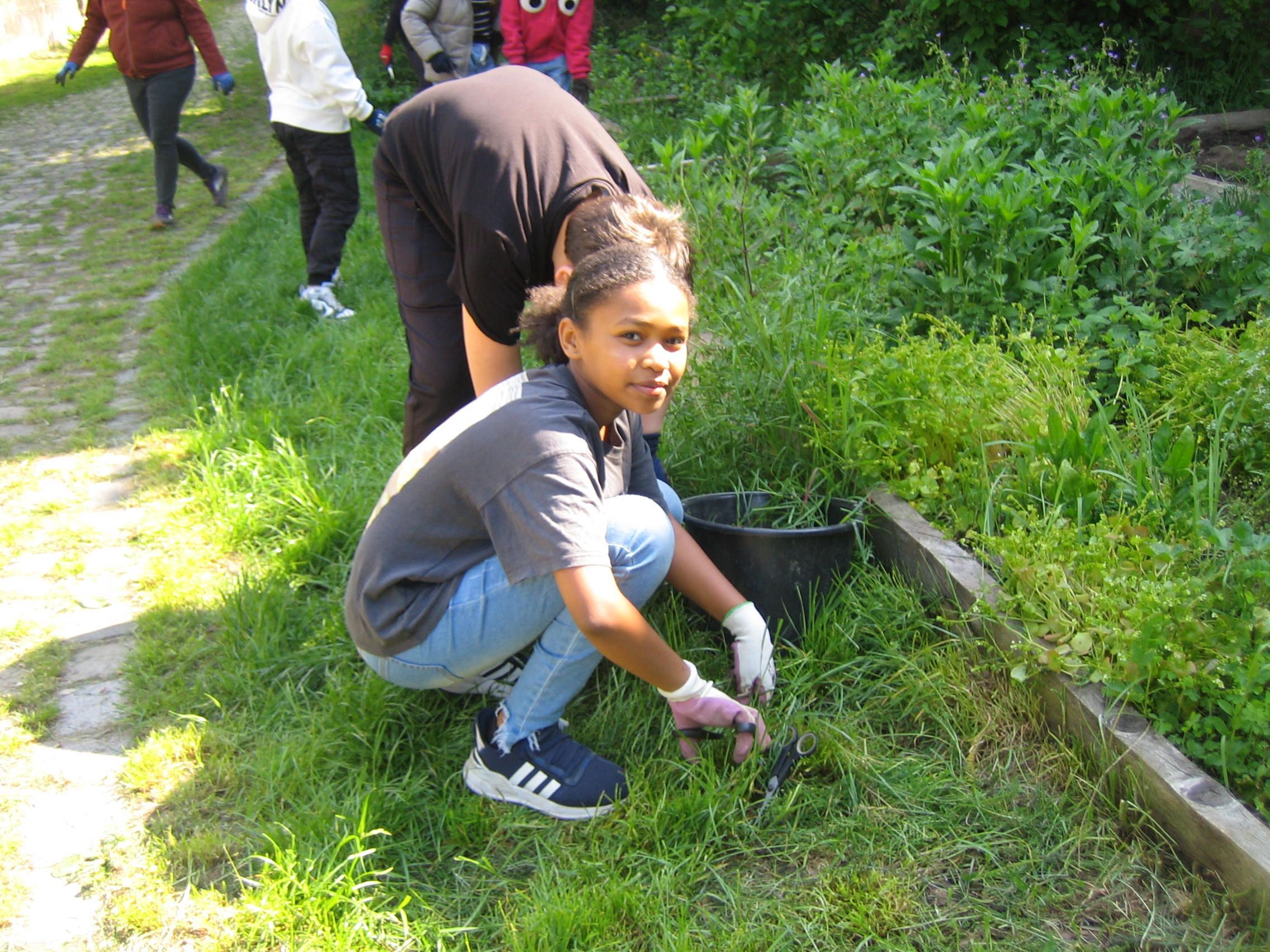 Mauer-Schafe Mauer-Schafe