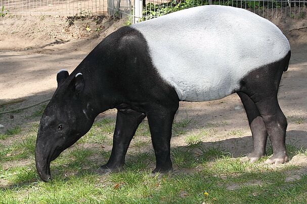 Schabrackentapir, Foto: Carl Peter Herbolzheimer