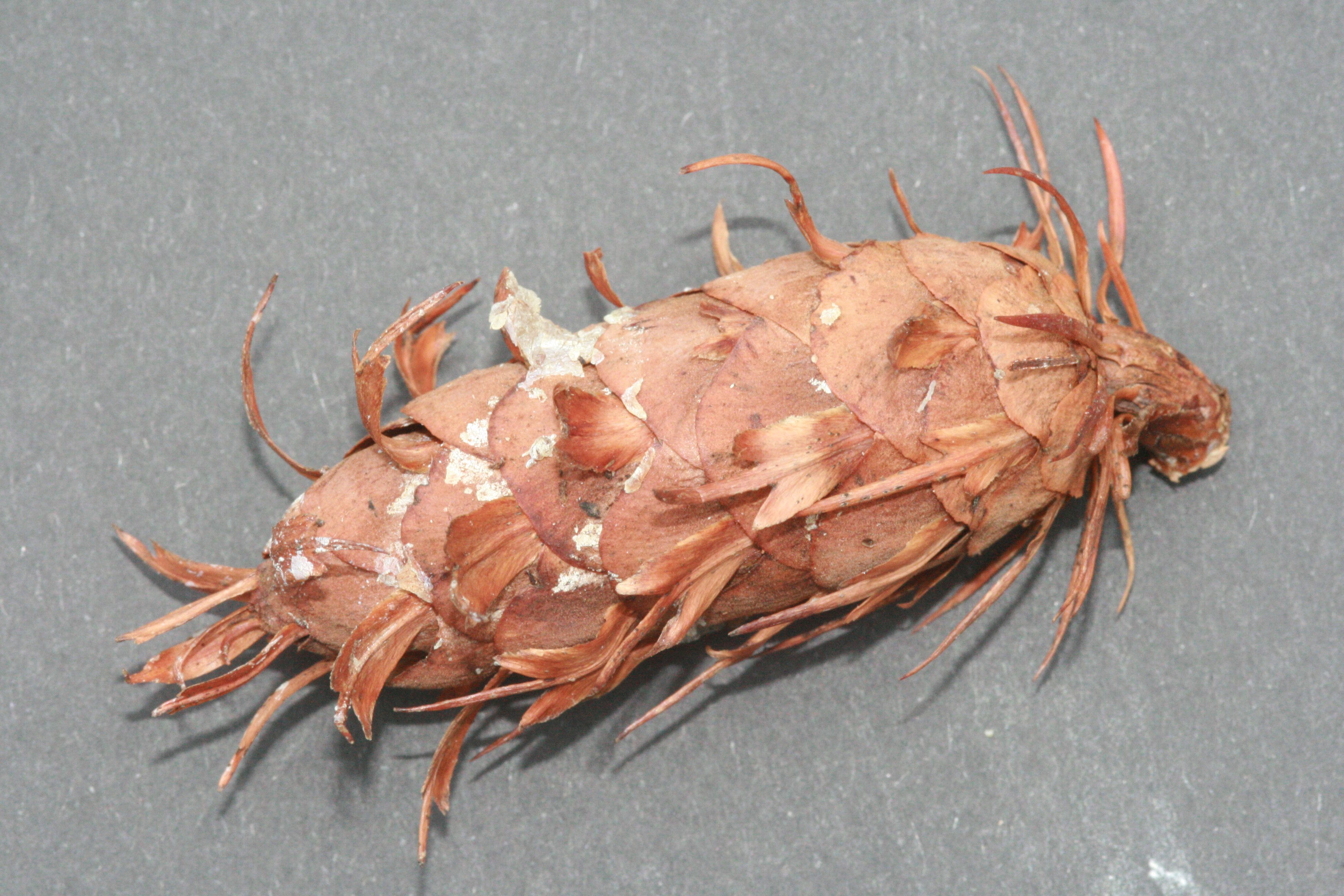 Douglasie – Zapfen Douglasie – Zapfen