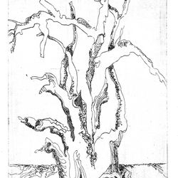Olivenbaum Olivenbaum