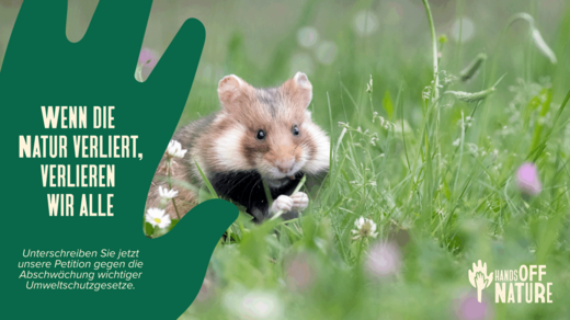 Feldhamster auf Wiese