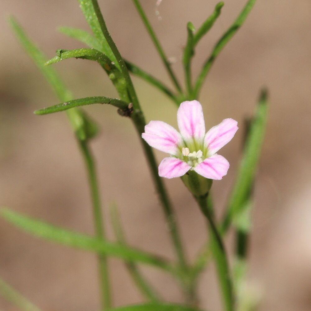 Mauer-Gipskraut (Foto: Wolfgang Dötsch) Mauer-Gipskraut