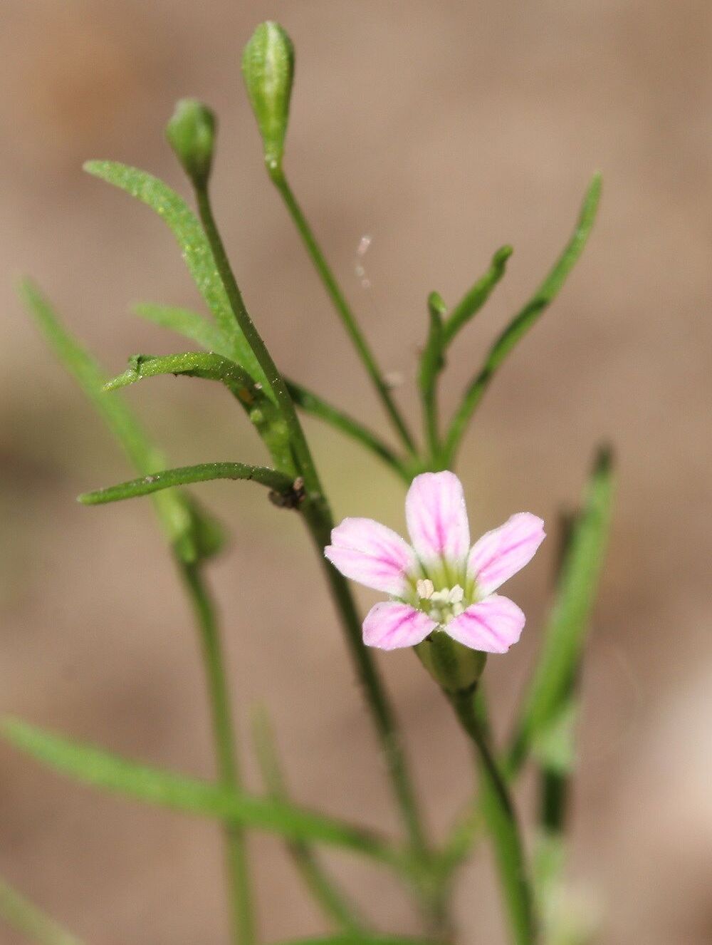 Gypsophila muralis