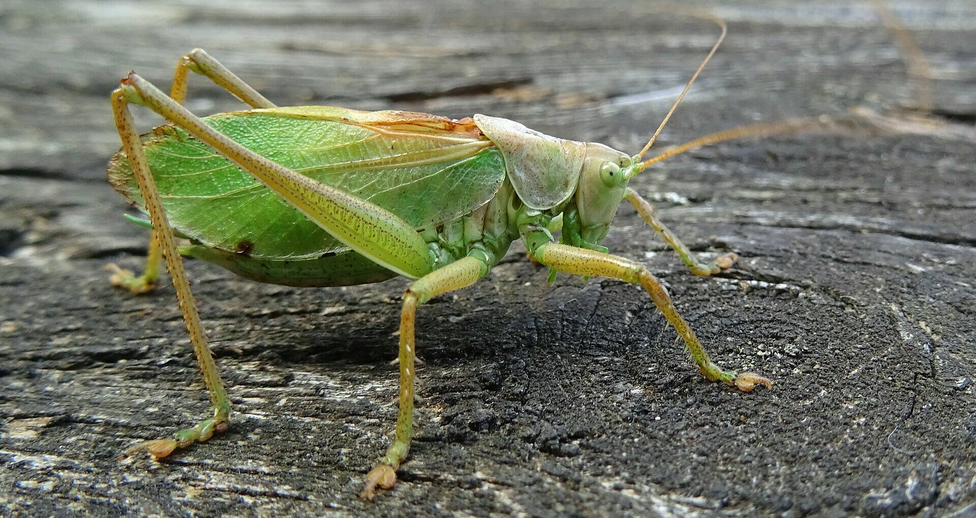 Tettigonia cantans - Zwitscherschrecke/Foto: Heike Wirth Tettigonia cantans