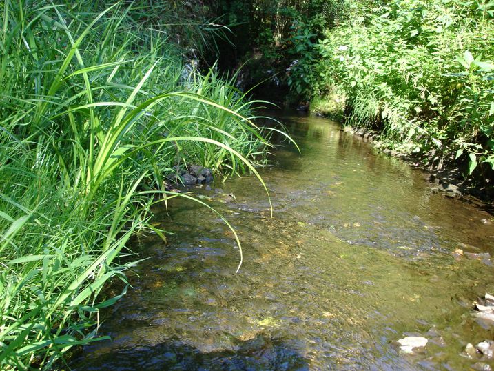 Goldbach Goldbach