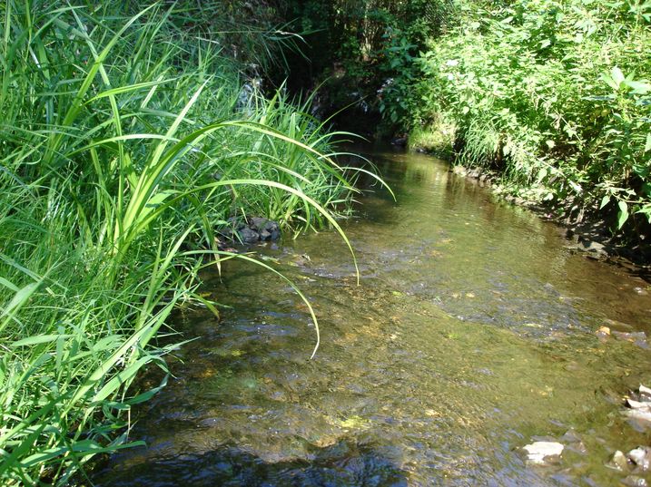 Goldbach Goldbach