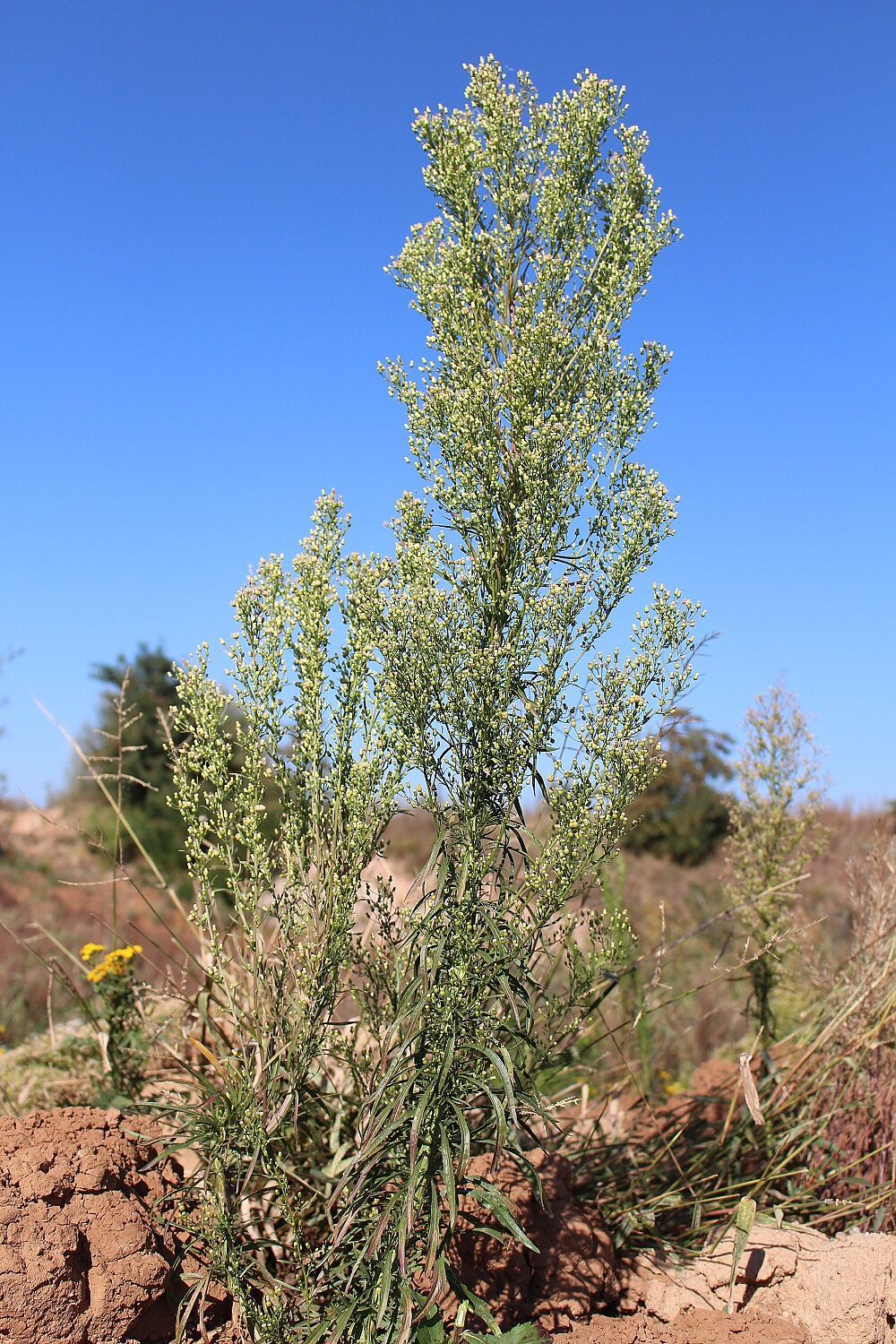 Kanadisches Berufkraut