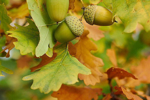 Herbstlaub