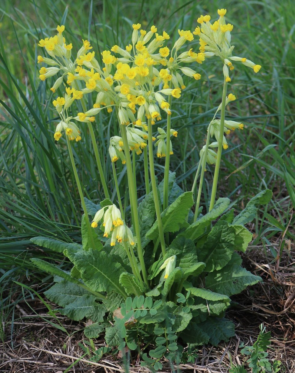 Wiesen-Schlüsselblume
