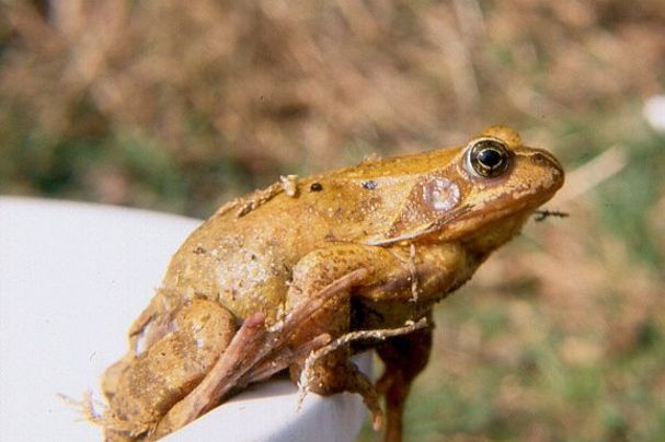 Grasfrosch im Eimer
