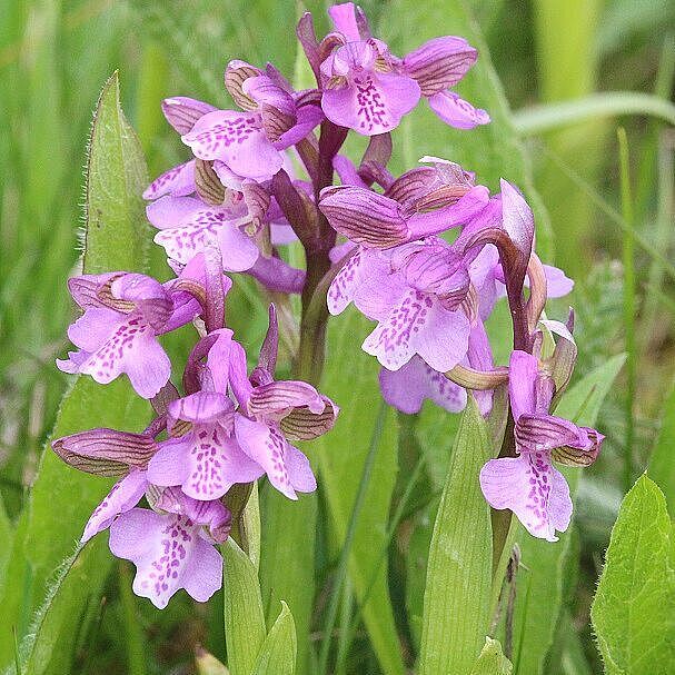 Anacamptis morio