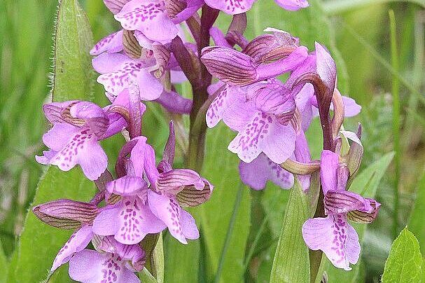 Anacamptis morio