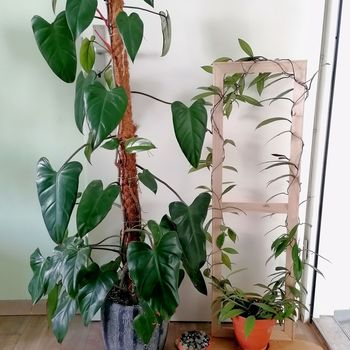 Philodendron Red Emerald, Ceropegia woodii und Hoya pubicalyx Philodendron Red Emerald, Ceropegia woodii und Hoya pubicalyx