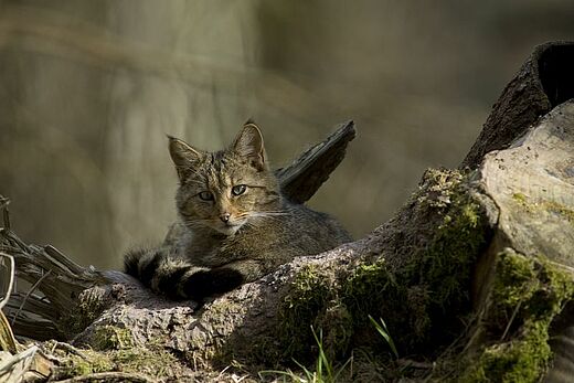 Wildkatze auf Stamm