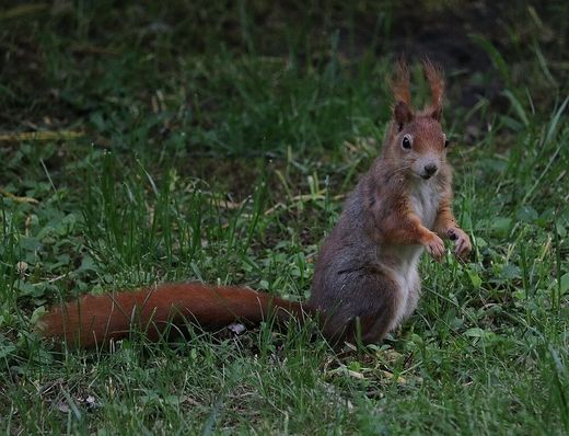 Eichhörnchen (Foto: Wolfgang Dötsch)
