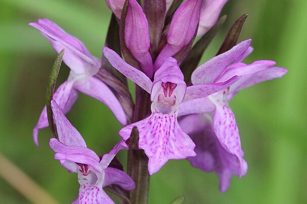 Geflecktes Knabenkraut