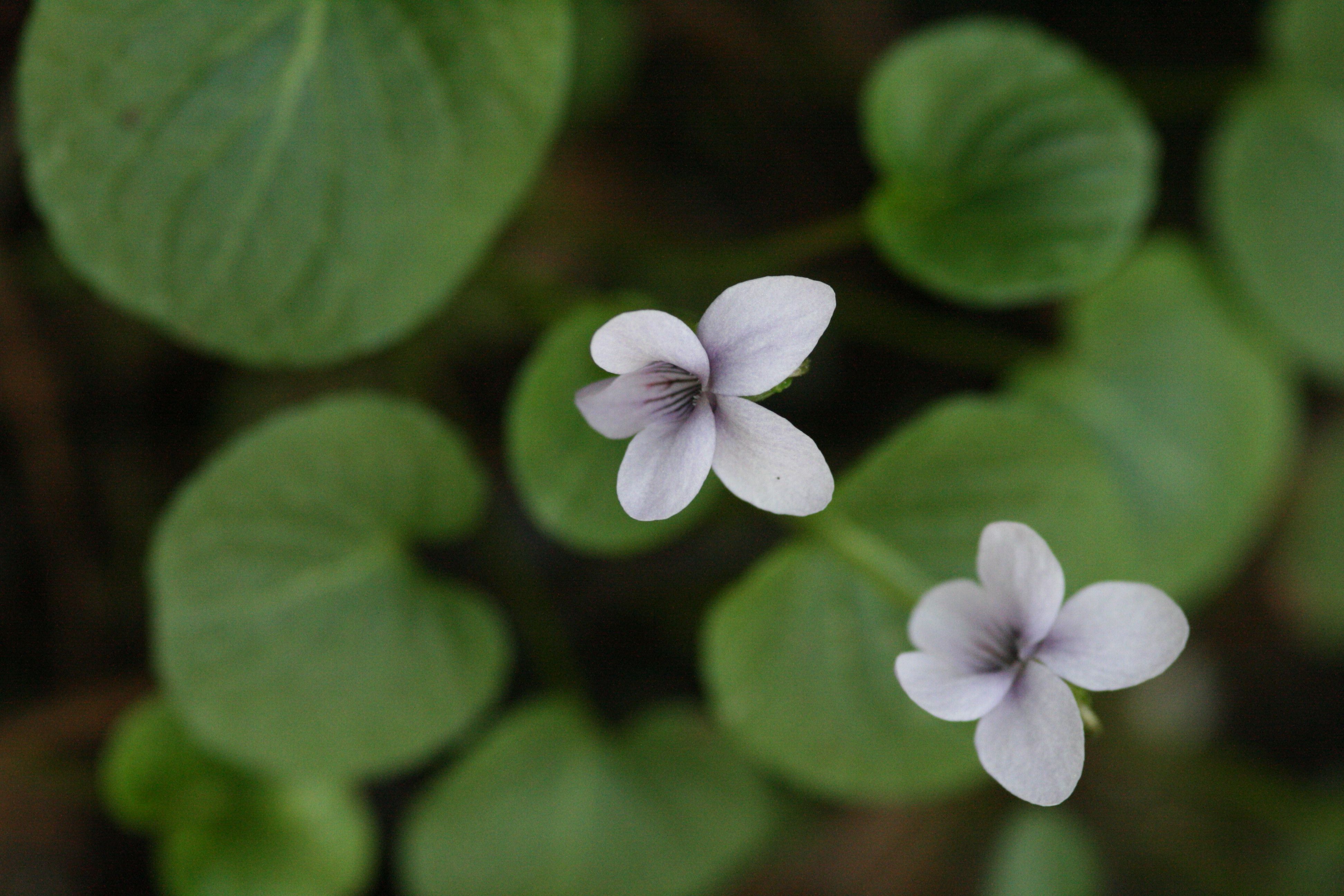 Sumpf-Veilchen (Viola palustris) Sumpf-Veilchen (Viola palustris)