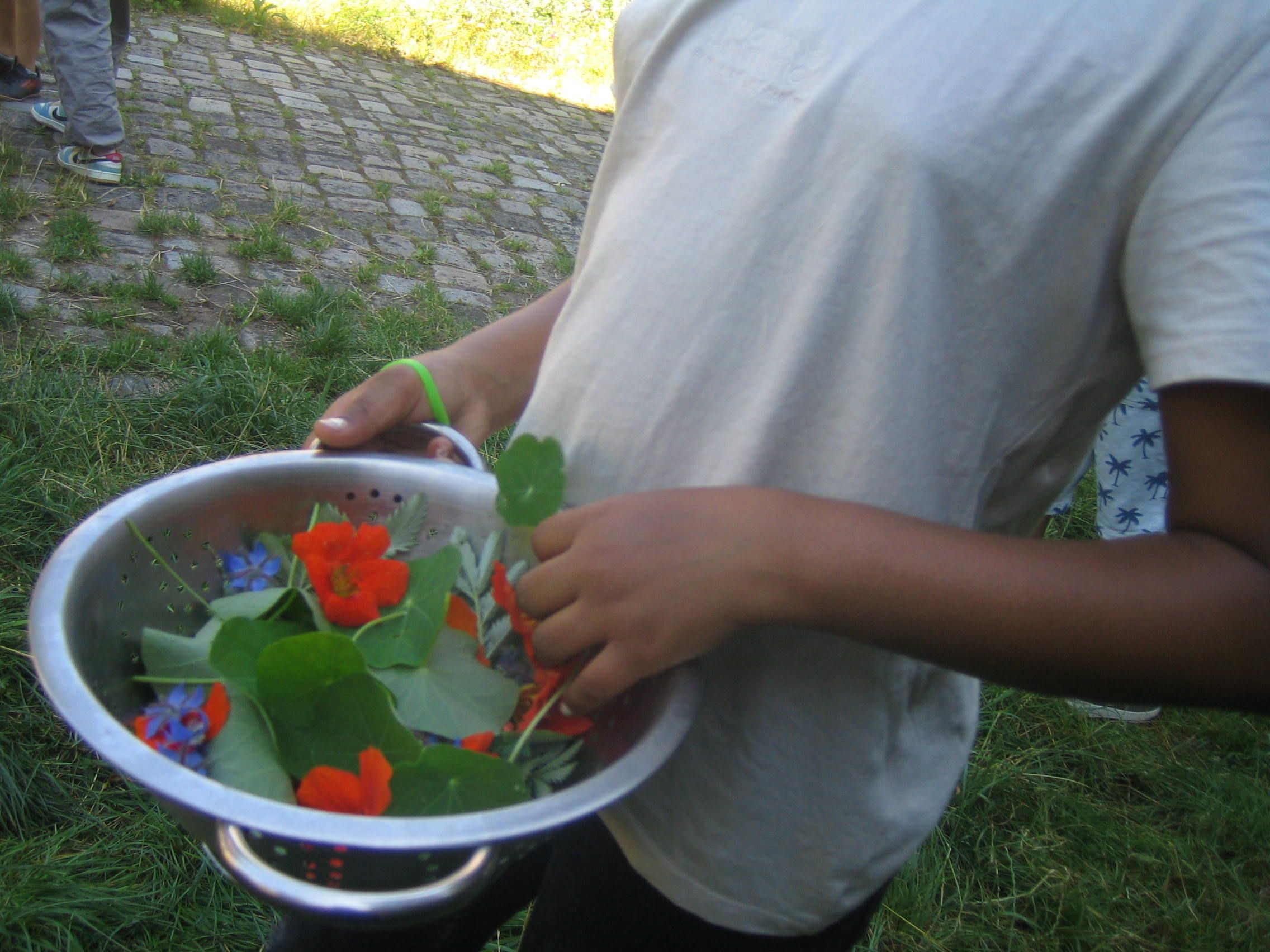 Blütensammlerin (Foto: Barbara Philipp) Blütensammlerin