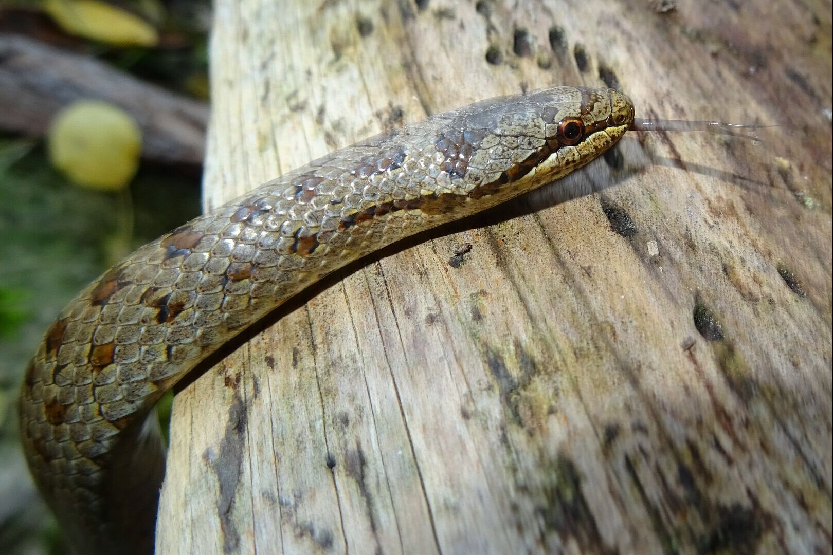 Coronella austriaca