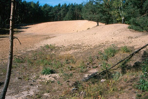 Sanddüne Erlenstegen
