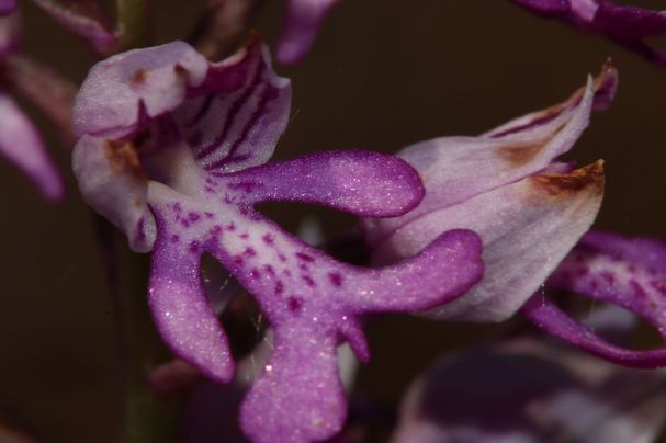 Orchidee