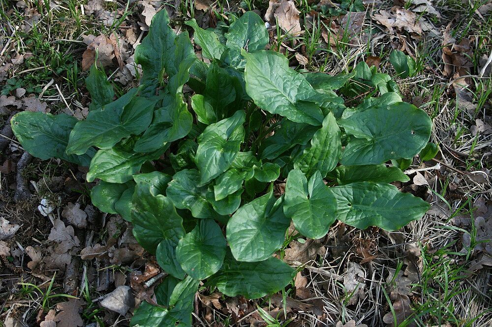 Arum maculatum - Gefleckter Aronstab Gefleckter Aronstab