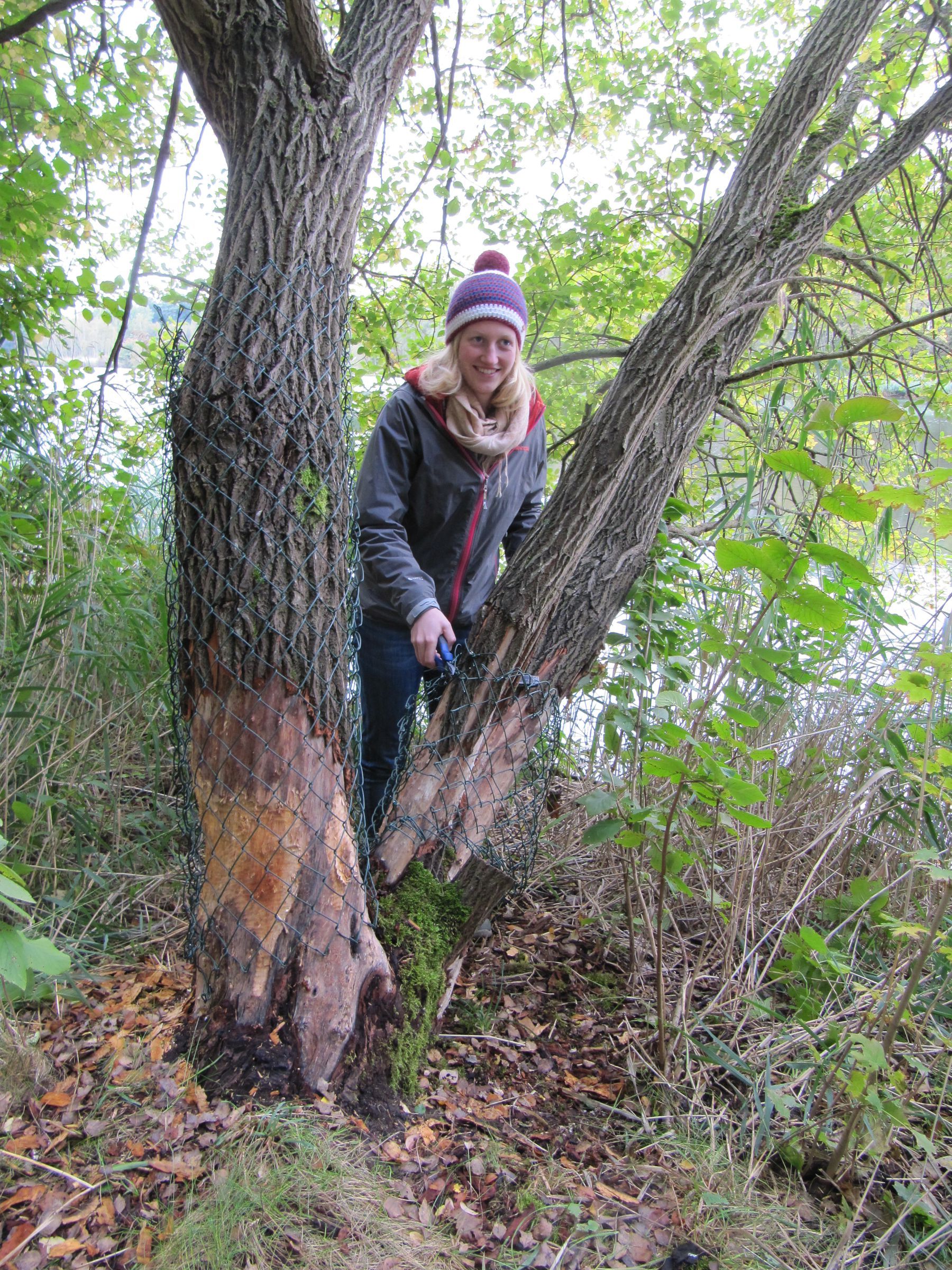 Schutz eines Baums vor dem Biber Schutz eines Baums vor dem Biber