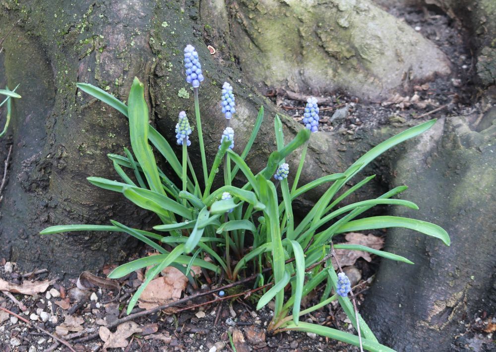 Kleine Traubenhyazinthe