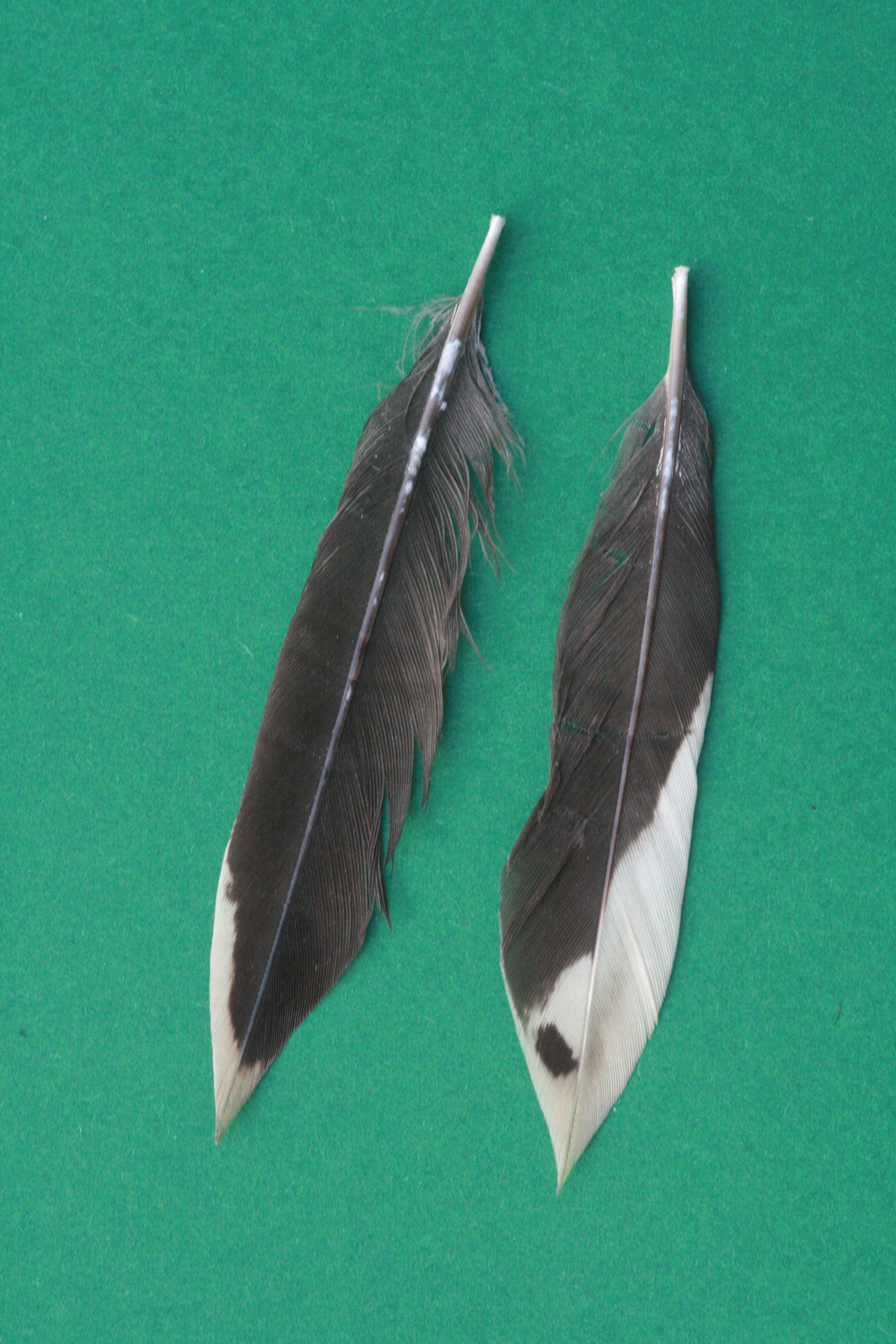 Buntspecht – Schwanzfedern Buntspecht – Schwanzfedern