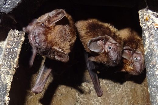 Großer Abendsegler (Foto: Heike Wirth)