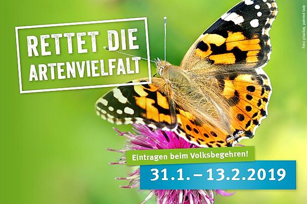 Rettet die Bienen!