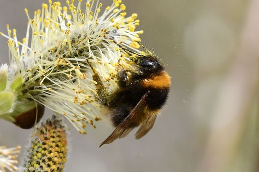 Gartenhummel an Weide (Foto: Jann Wübbenhorst)