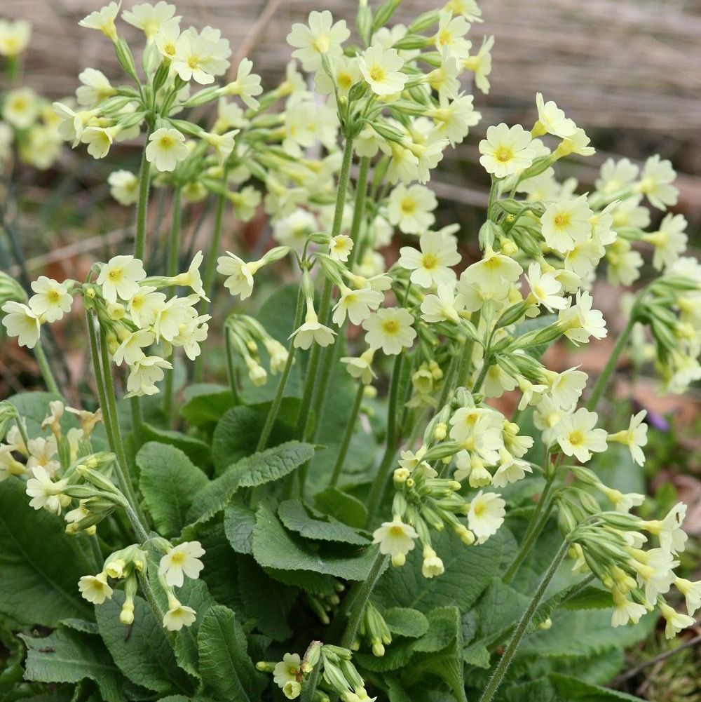 Hohe Schlüsselblume (Foto: Wolfgang Dötsch) Hohe Schlüsselblume