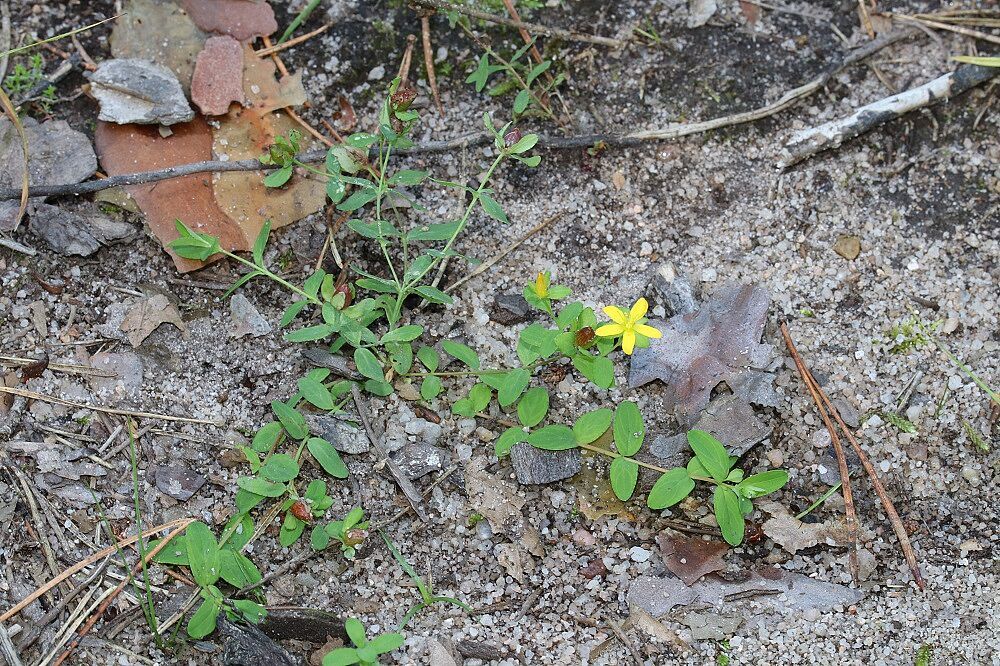 Niederliegendes Johanniskraut
