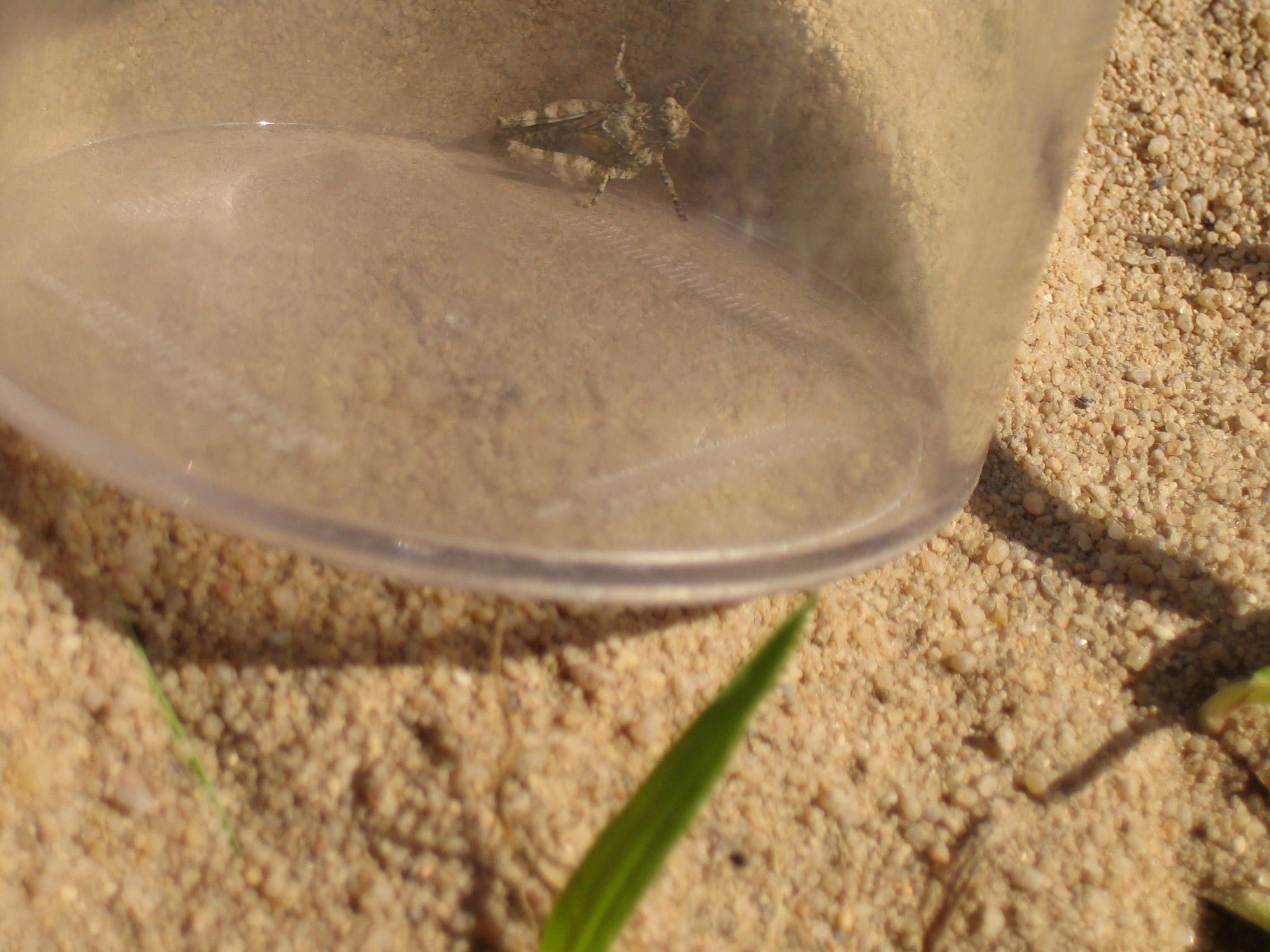 Ödi (eine Blauflügelige Ödlandschrecke – Oedipoda caerulescens)