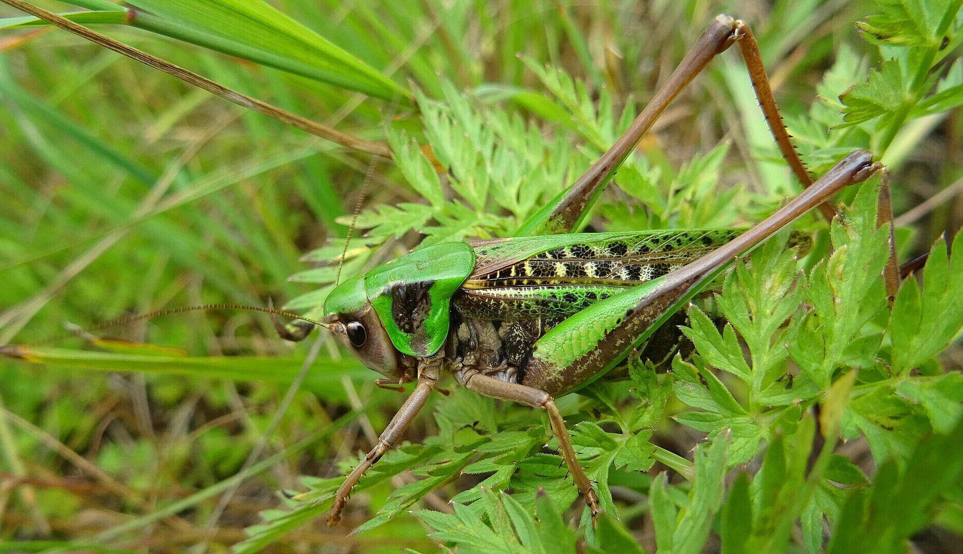 Decticus verrucivorus