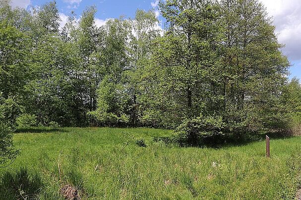 BN-Biotop Hartgraben