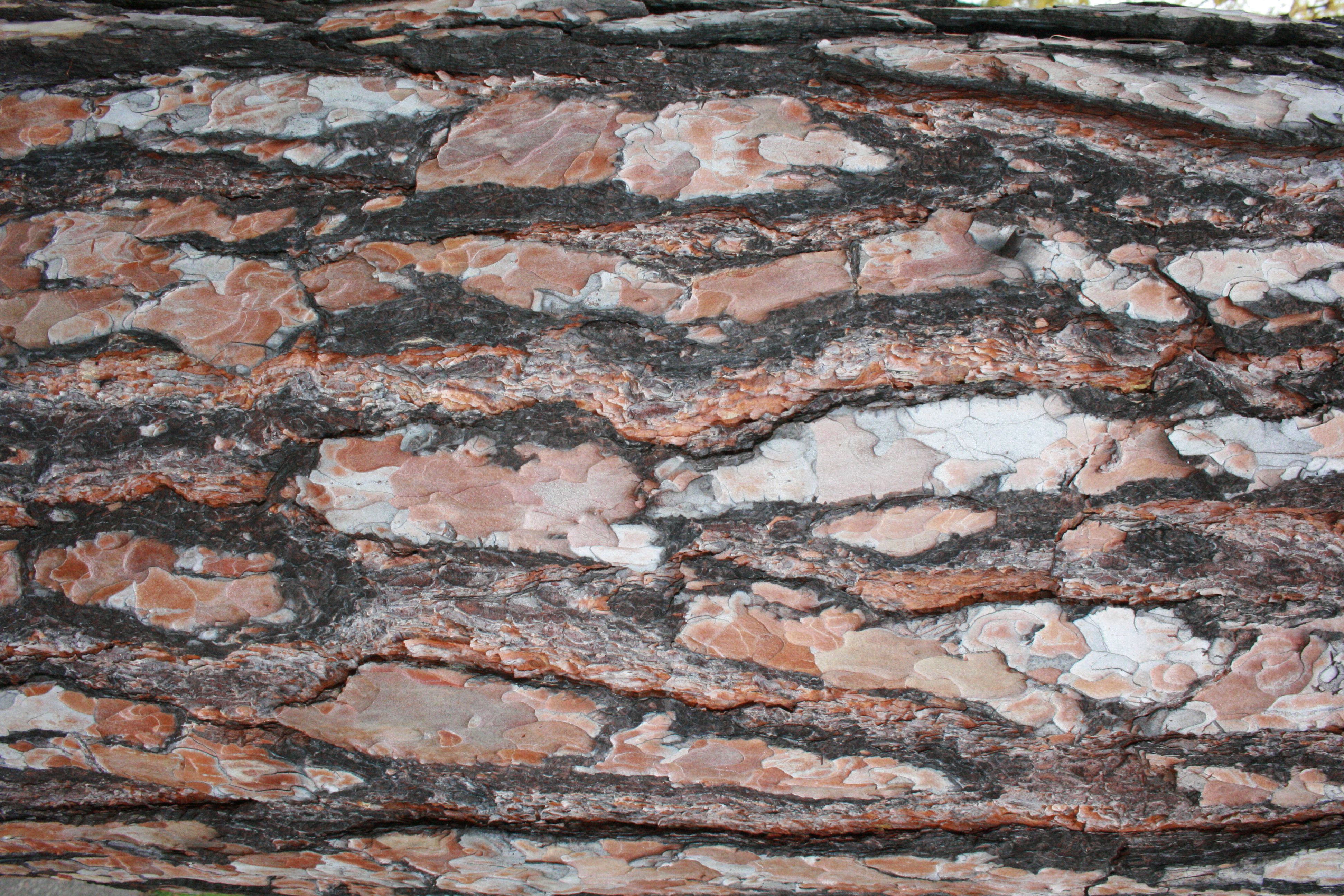 Kiefer – Rinde Kiefer – Rinde