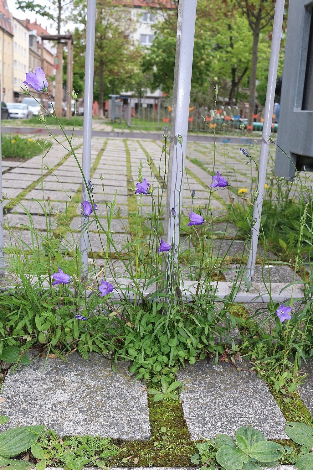 Rundblättrige Glockenblume